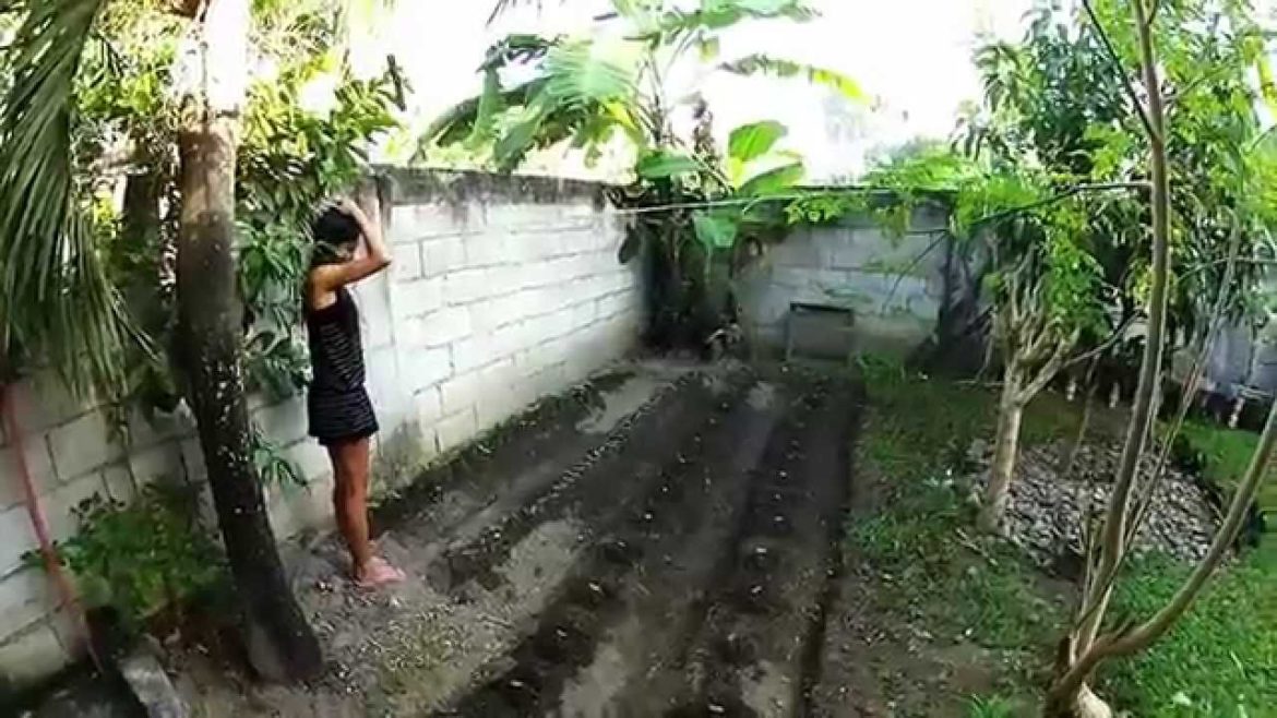 Our Philippine Backyard Garden Update - Philippines Expat