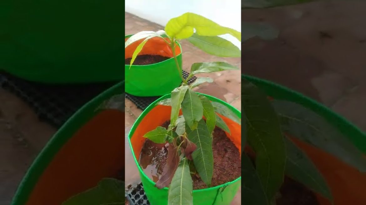 Mango Plant in Grow Bag | Mango Tree|Grow bag tips| Terrace garden ideas