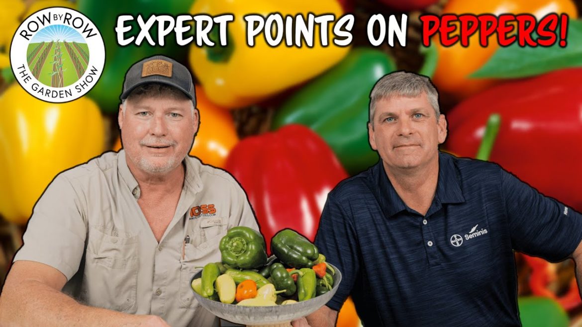 Expert Pepper Gardening Tips Expert Pepper Gardening Tips