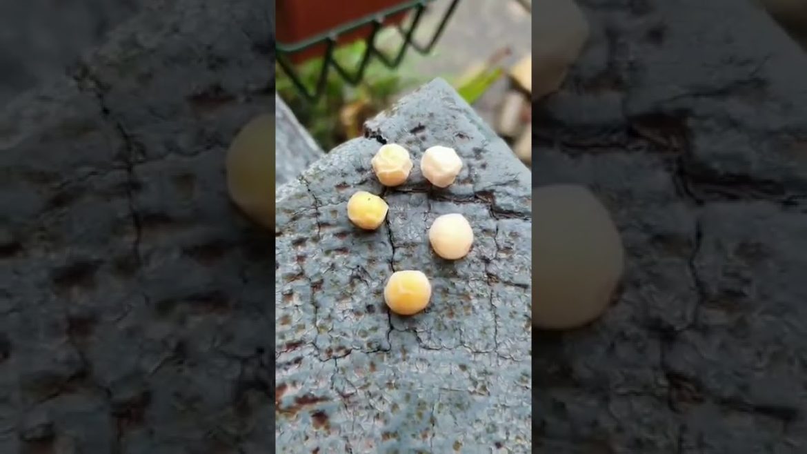 Tips For Growing Peas In Your Home Garden