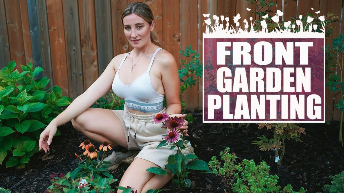 Revamping My Front Garden With Echinacea