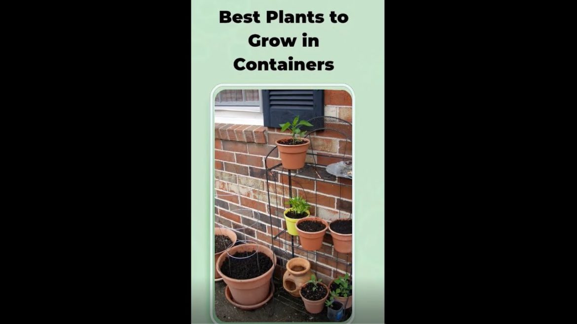 Best Plants to Grow in Containers