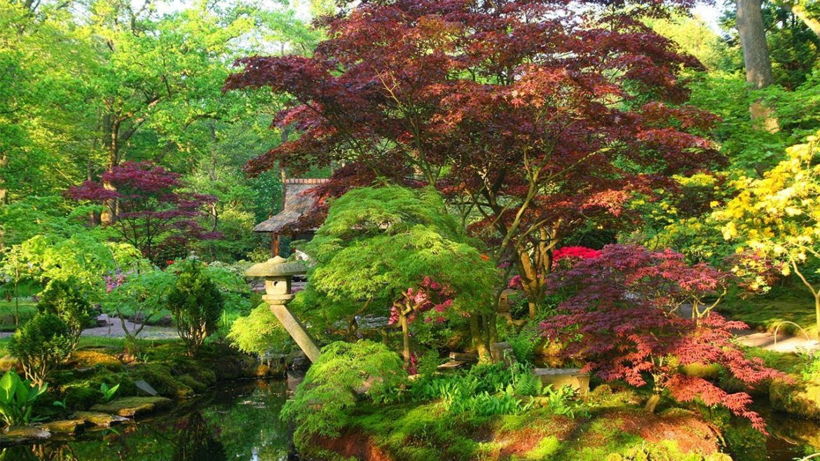 Unity in Harmony - Forest Diaries  1: Clingendael (Japanese Garden)