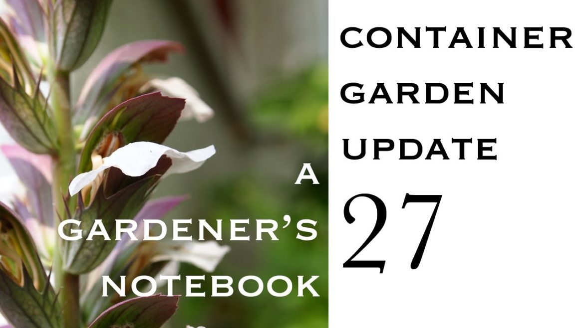 Container Garden Update 27: Potting up Epiphyllum and scented geranium cuttings Container Garden Update 27: Potting up Epiphyllum and scented geranium cuttings
