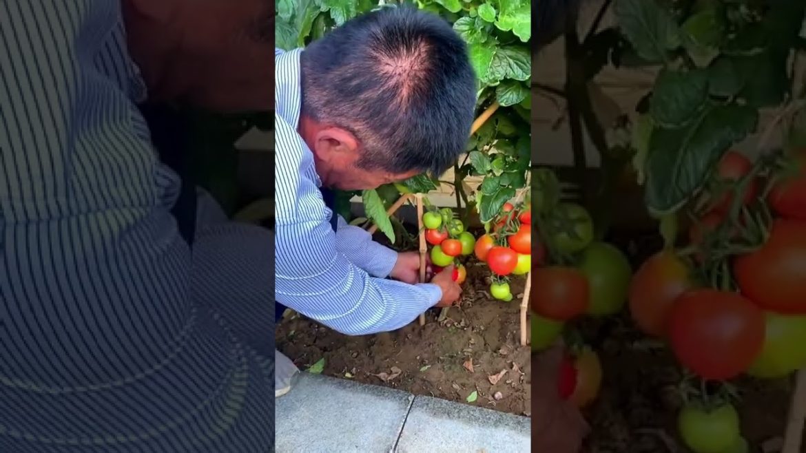 October 2022 Tips for garden  at home with me