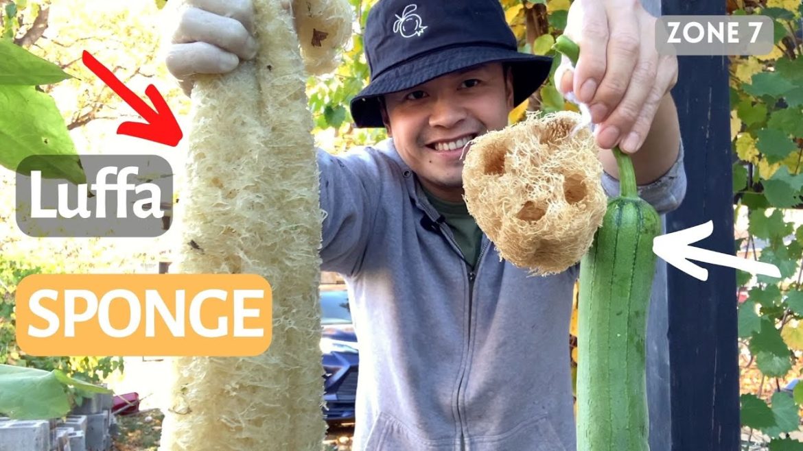 How to grow luffa for sponges. How Luffa Sponges Are Made. Gourd