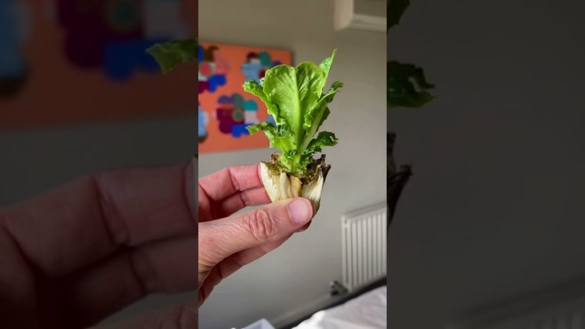 Lettuce hack! #Shorts