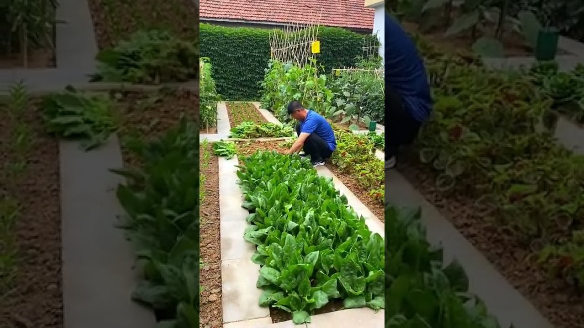 October 2022 Tips for garden  at home with me