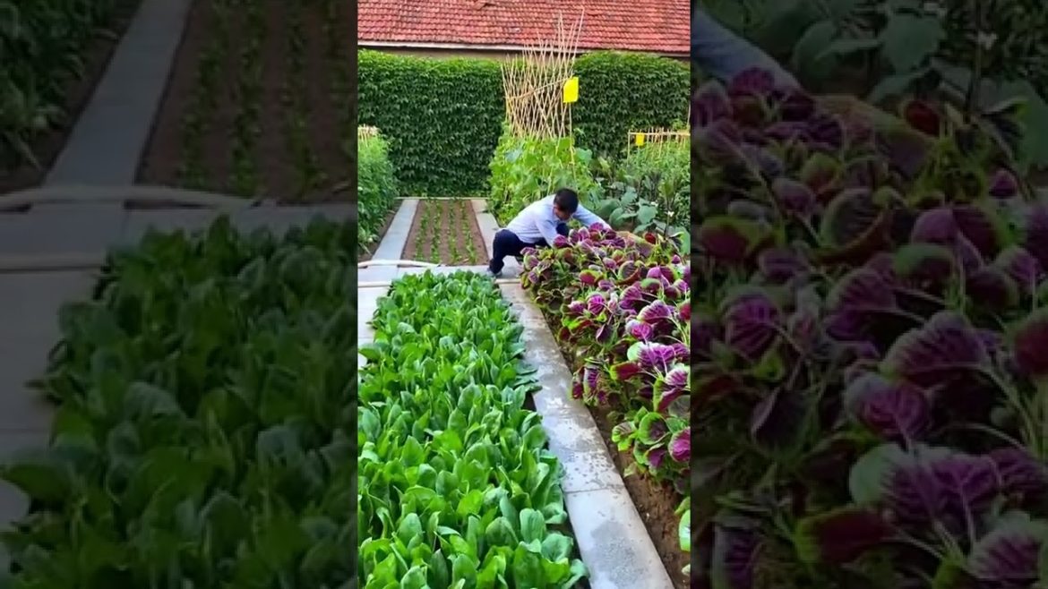 October 2022 Tips for garden  at home with me