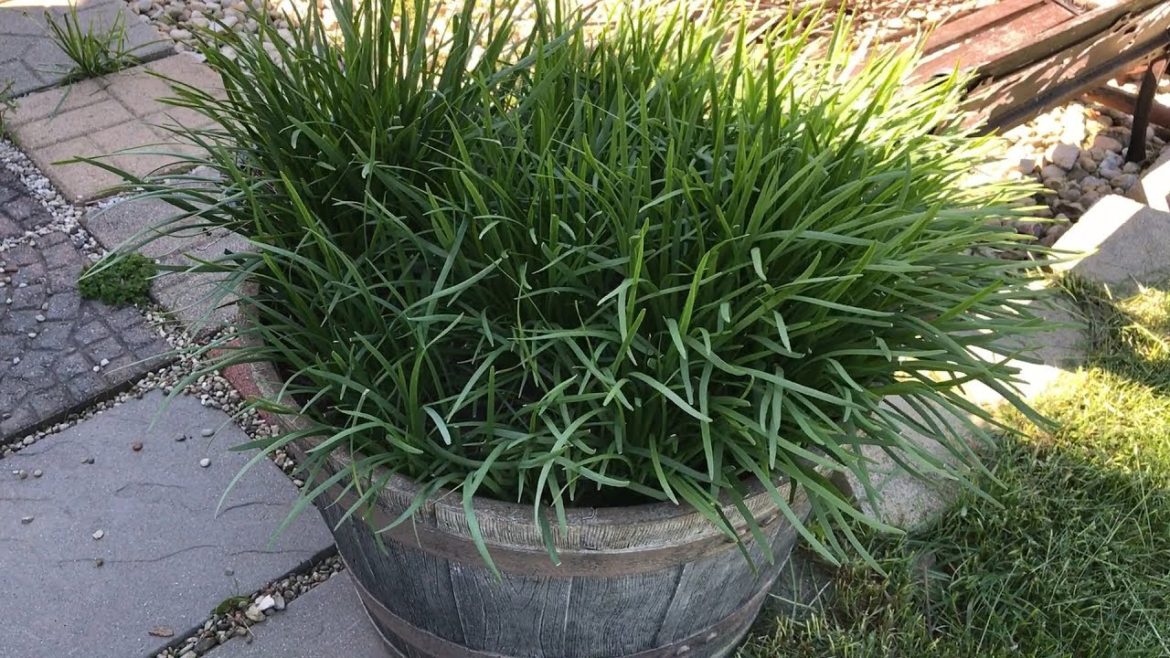 Chinese Garlic Chives (Allium Tuberosum) Container Garden Chinese Garlic Chives (Allium Tuberosum) Container Garden