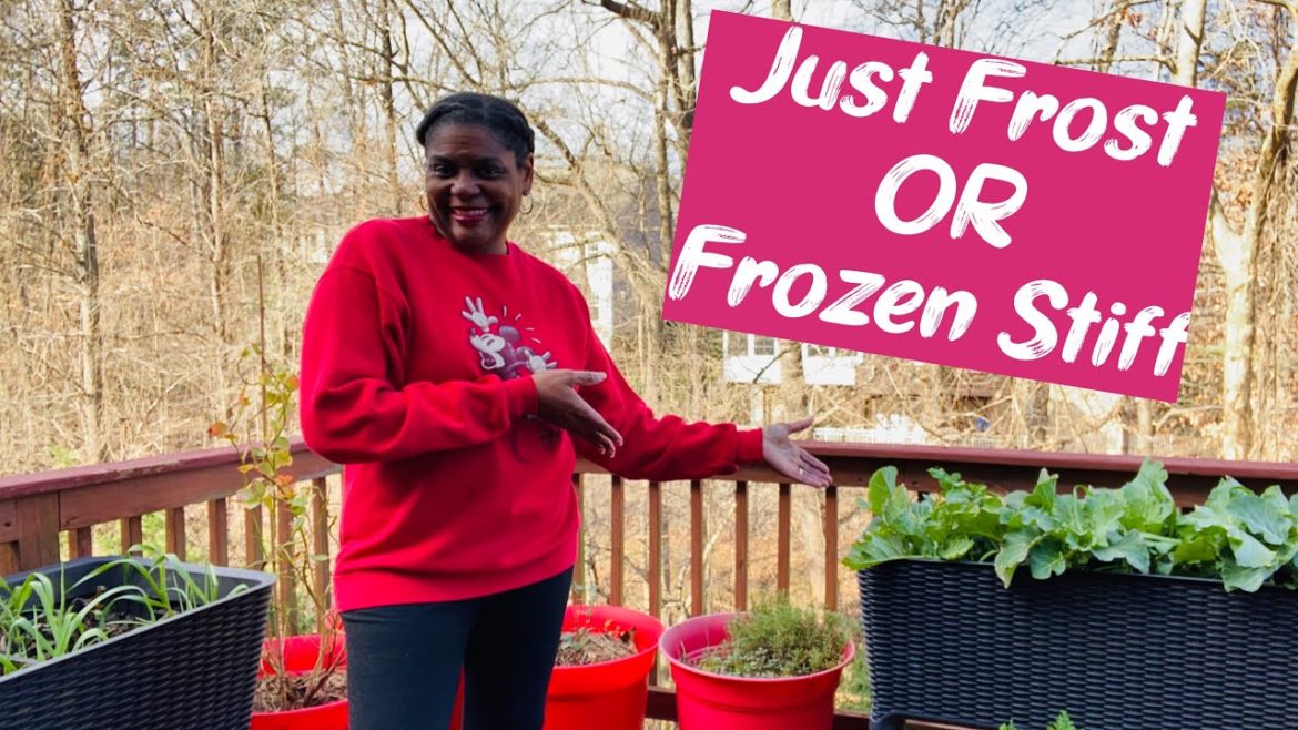 Can plants survive the freezing Cold | Container Garden Update January 2022