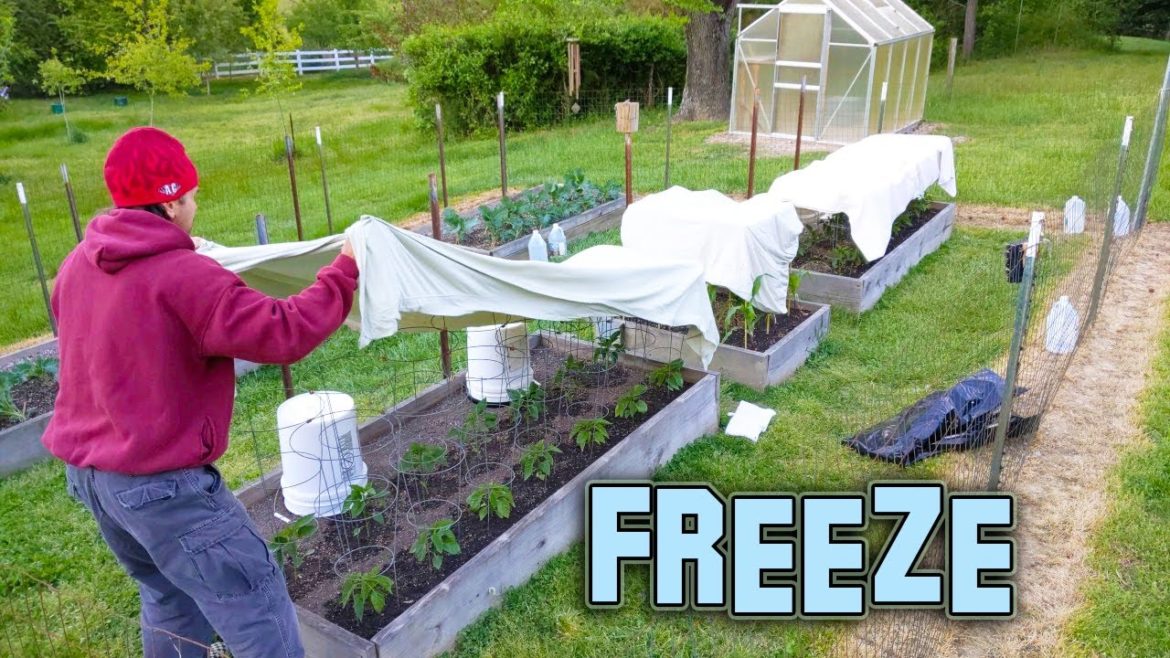 The Garden FROZE! How to Protect from FREEZING Temperatures and FROST Vegetable Gardening at Home