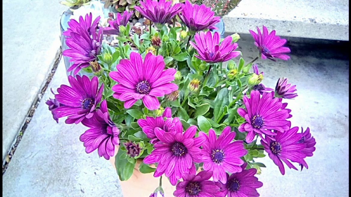 'African Daisy' Osteospermum ecklonis | Container Gardening