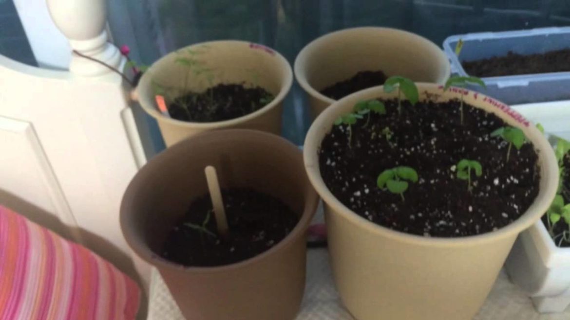 The supplies you need for gardening/balconyroadtohappiness