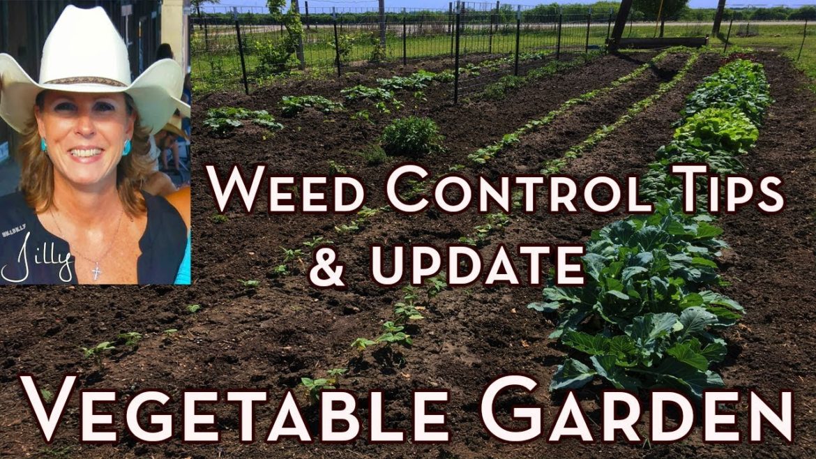 Vegetable Garden Weed Control Tips and Garden Update - How to Get Rid of Weeds in Vegetable Garden