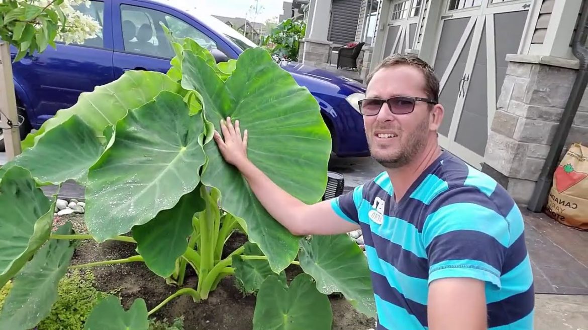 Front Yard Garden Tour July 2020 Front Yard Garden Tour July 2020