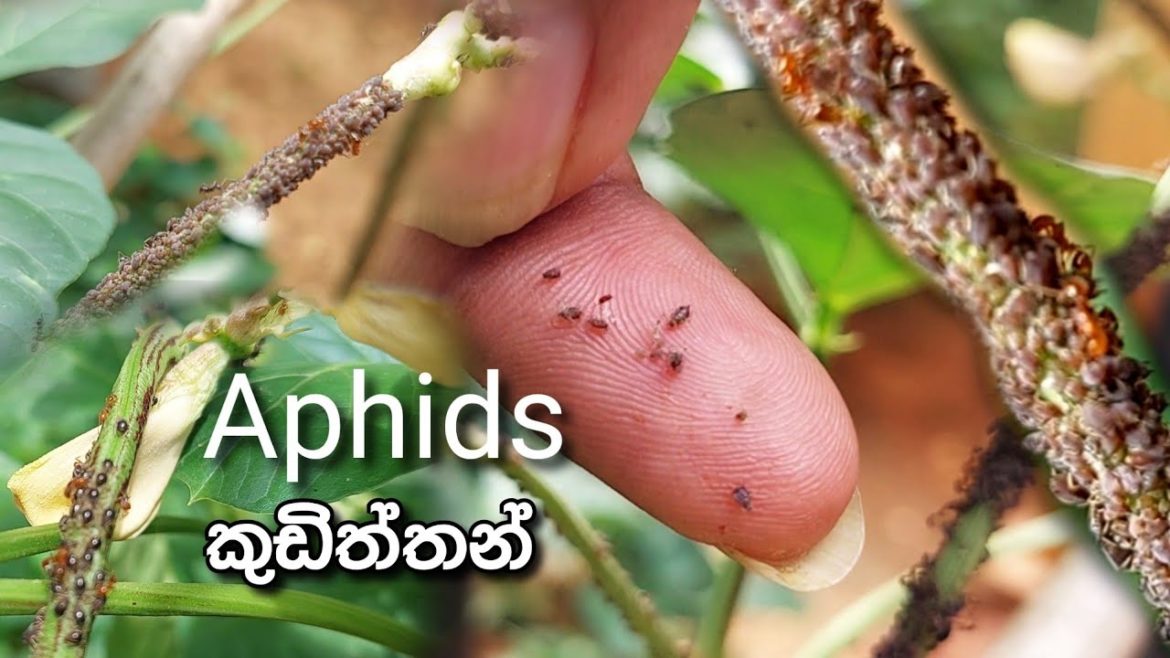 garden in house | aphids | කුඩිත්තන් පාලන ක්‍රම | vegetable gardening