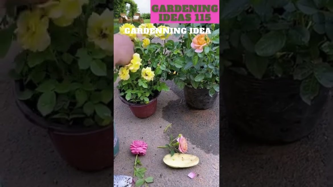 Did you know that potatoes can also cut roses?πππ±ππ΄π±πΏπ /gardening ideas ππ΄π±πΏπ Did you know that potatoes can also cut roses?πππ±ππ΄π±πΏπ /gardening ideas ππ΄π±πΏπ