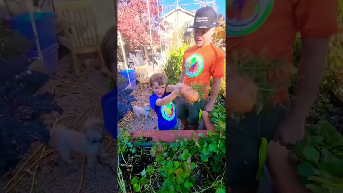 What kids do when they find carrots this big 🤣 #carrotharvest #fallharvest #fallcrops