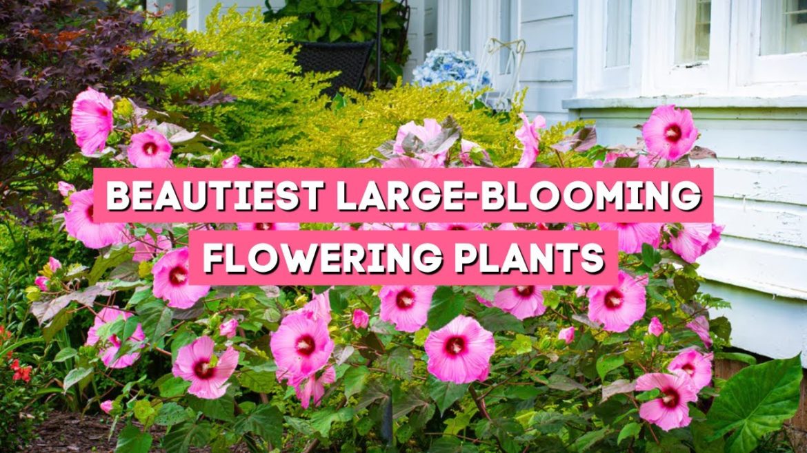 7 Beautifull Flowering Plants with Huge Flowers! 🌼🌸✨