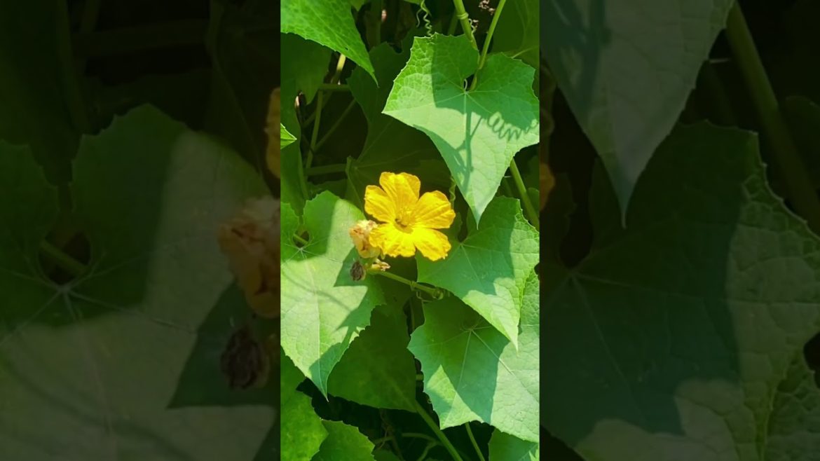 Most Amazing Flowers in my Garden ফুল বাগান #shorts #flowers #ফুল #rurallife #nature Most Amazing Flowers in my Garden ফুল বাগান #shorts #flowers #ফুল #rurallife #nature