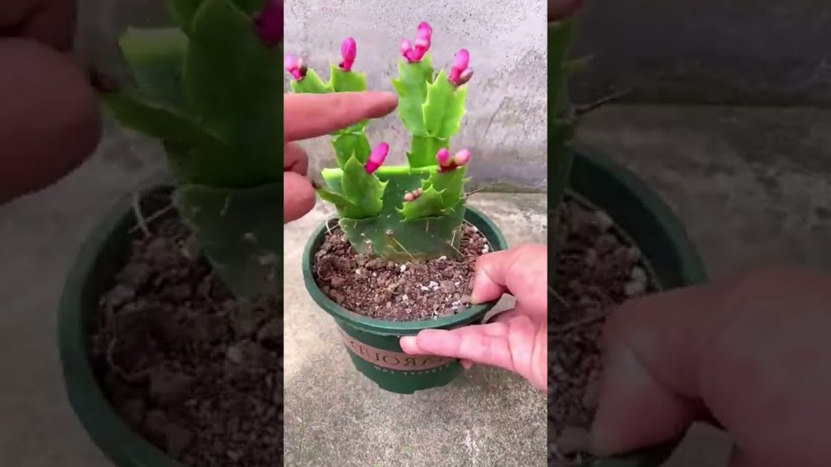 Cactus flower grafting tips #Shorts Cactus flower grafting tips #Shorts