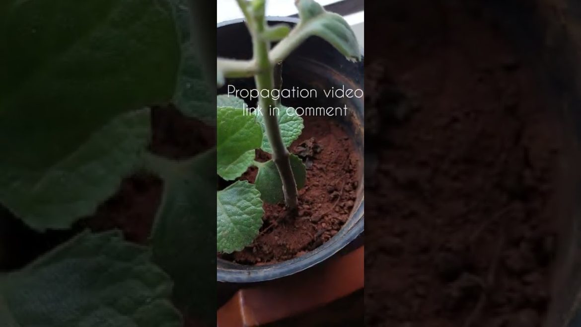 Update on ajwain cuttings propagation #update after 2 months #shorts Update on ajwain cuttings propagation #update after 2 months #shorts