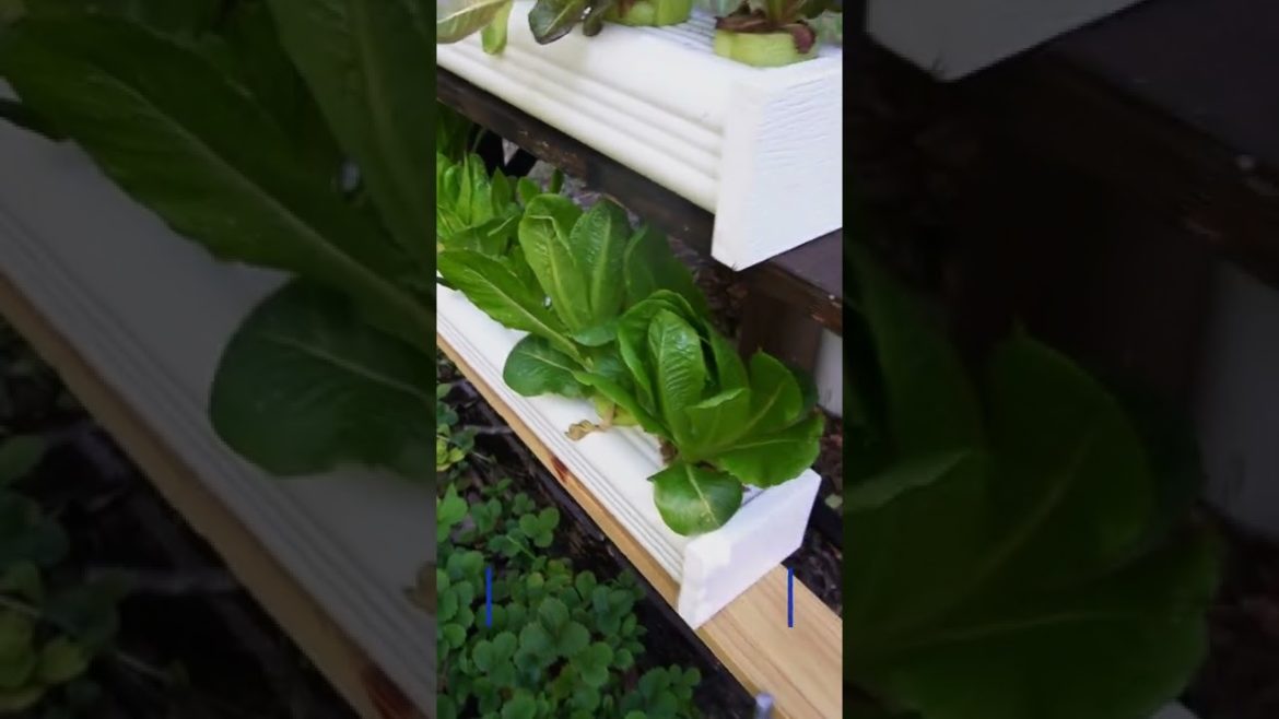 Growing Head Lettuce in Off Grid Hydroponics Day 21 Growing Head Lettuce in Off Grid Hydroponics Day 21