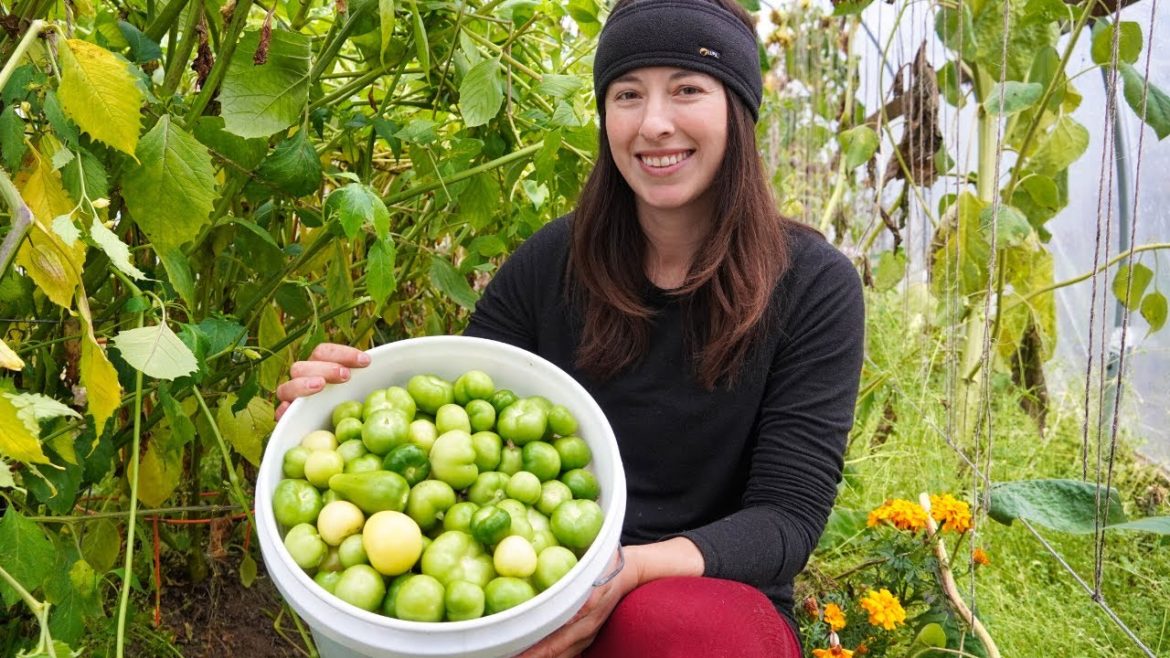 Summer's Hard Work Pays Off | Green Salsa and Tomato Sauce Summer's Hard Work Pays Off | Green Salsa and Tomato Sauce