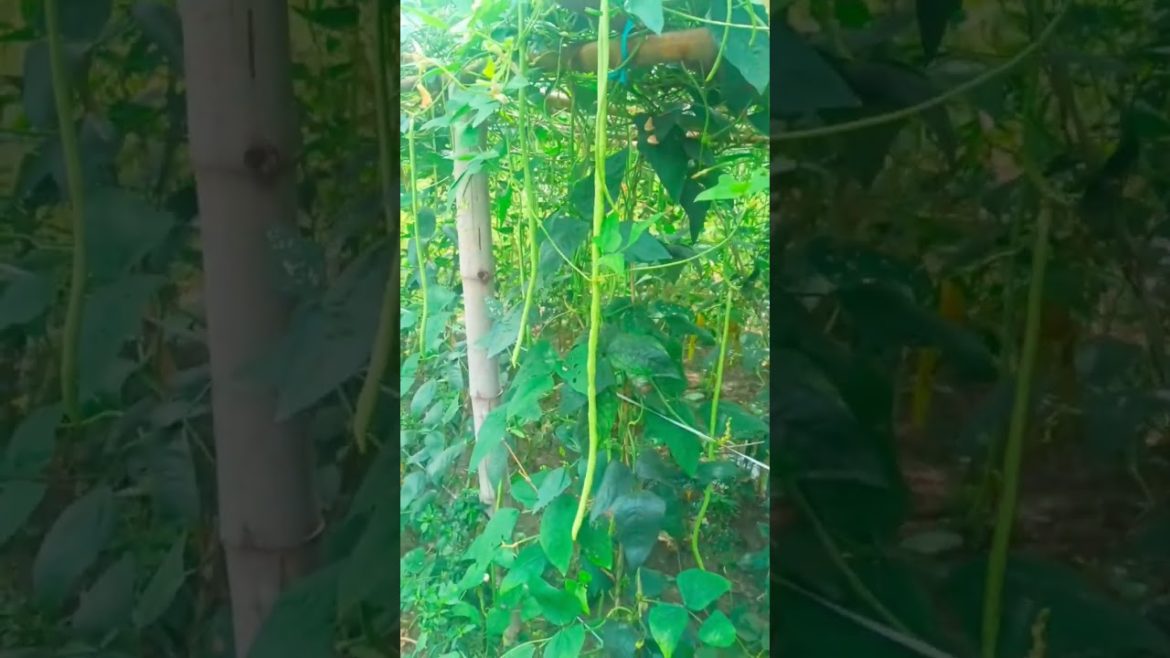 Organic Long Bean Vegetable