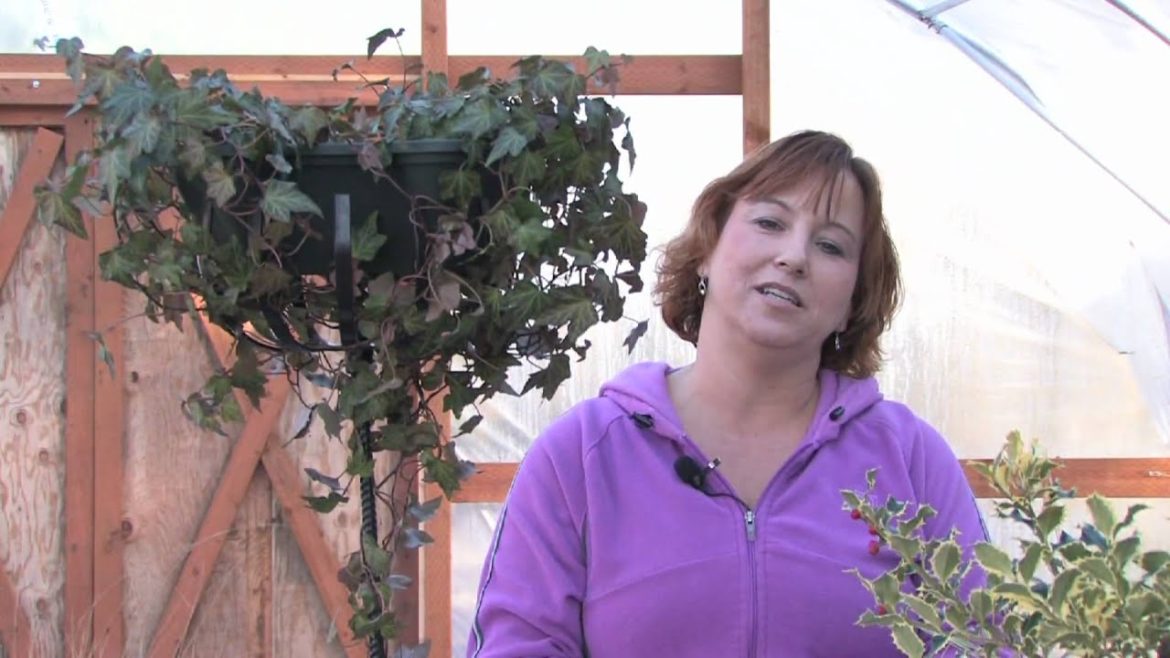 Gardening Tips : How to Care for Topiaries