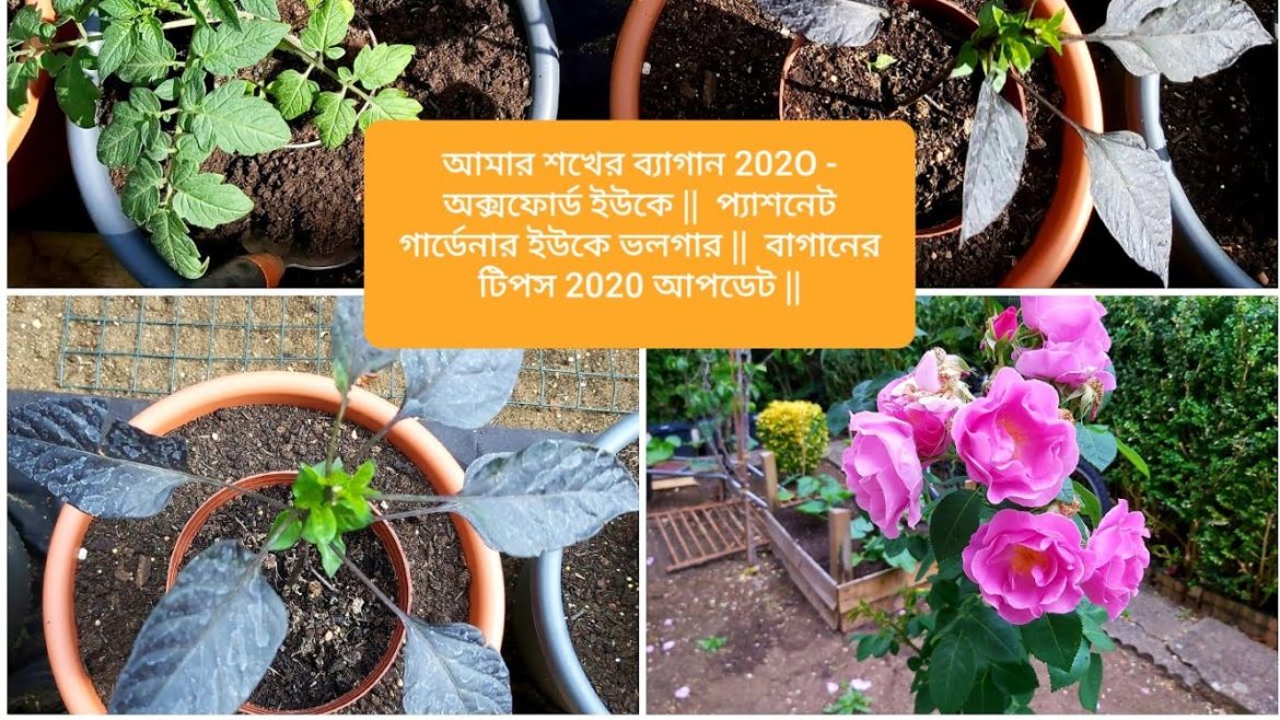 Amar Shokher bagan 202O – Oxford UK || Passionate Gardener UK Vlogger || Garden tips 2020 update || Amar Shokher bagan 202O - Oxford UK || Passionate Gardener UK Vlogger || Garden tips 2020 update ||