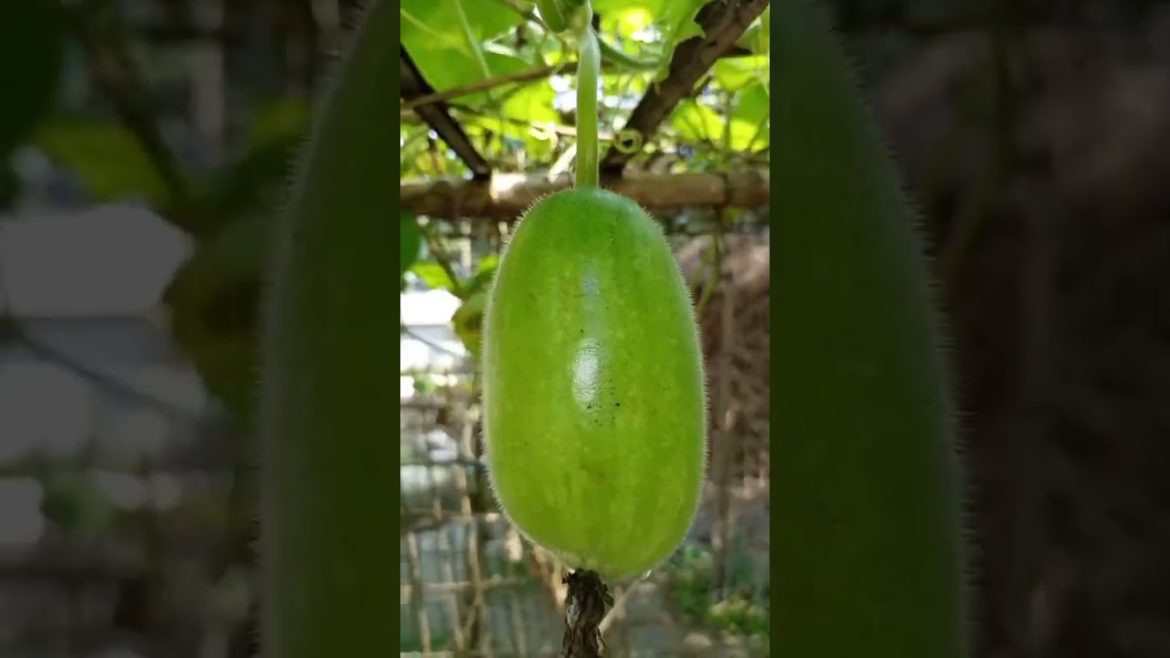 garden #shorts #viralshorts