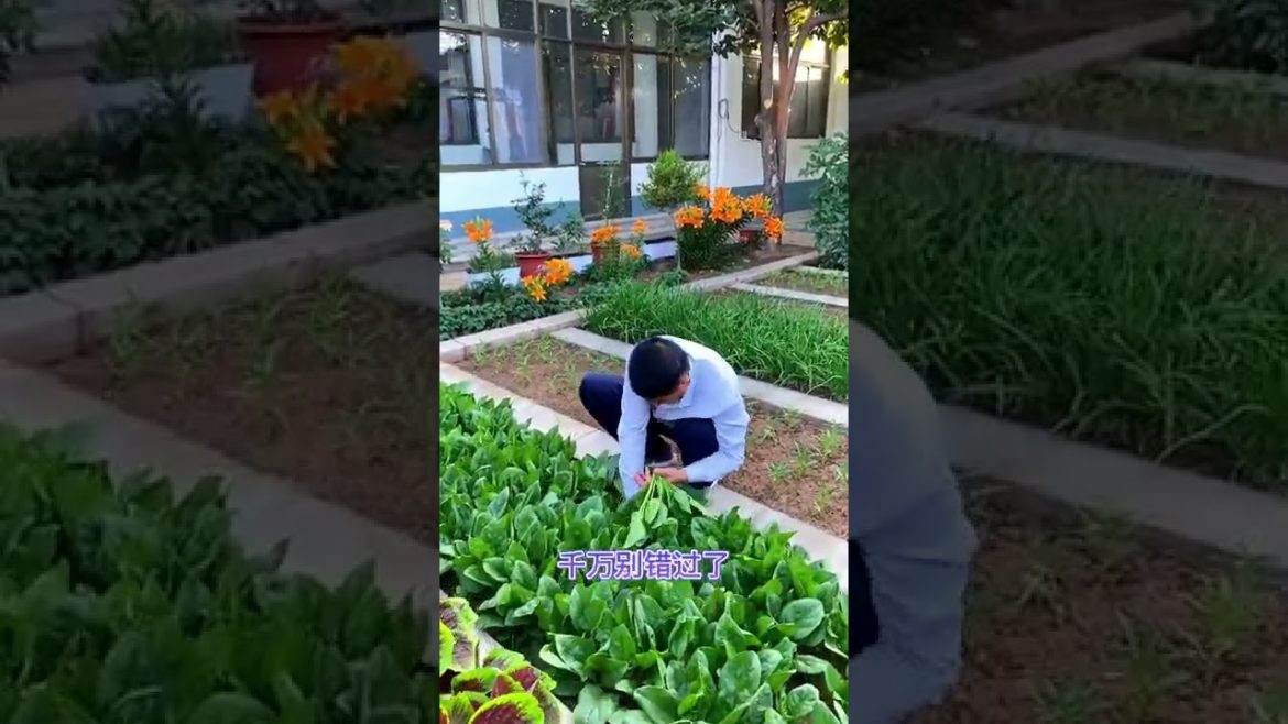October 2022 Tips for garden  at home with me