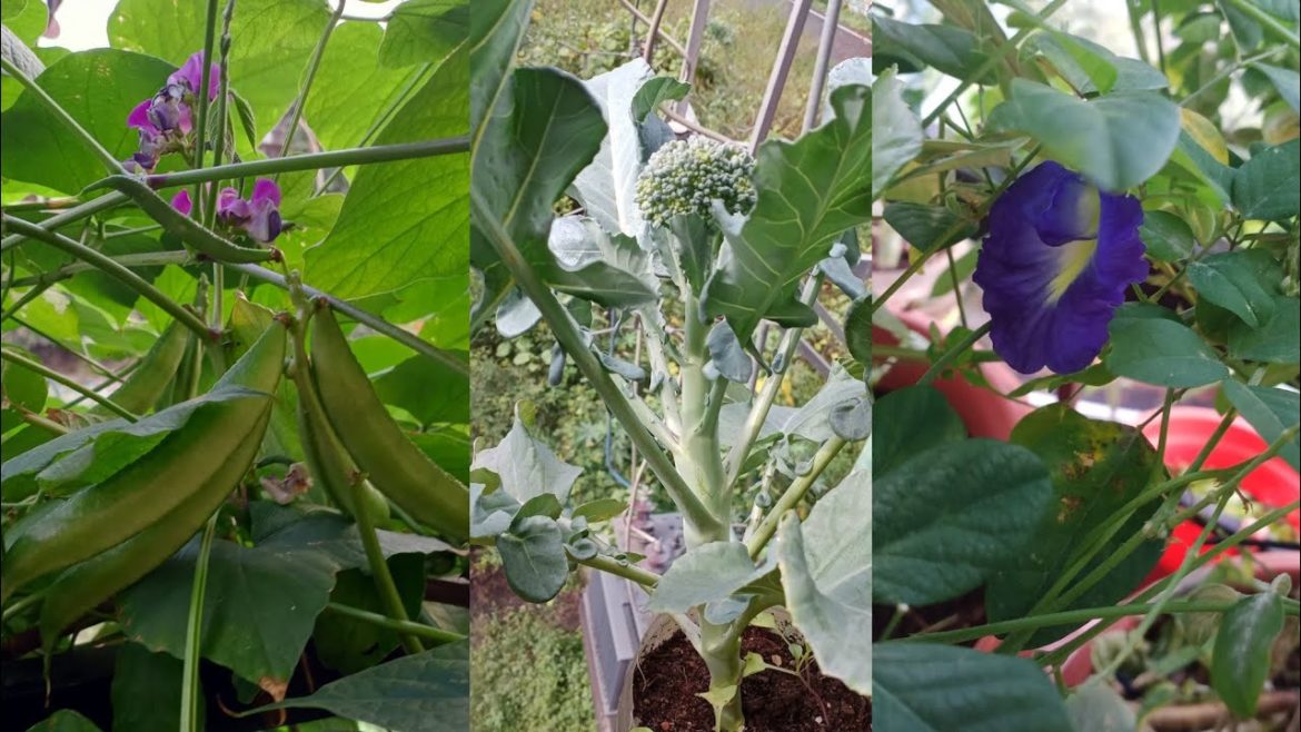 overview||vegetables on my balcony||mini vegetables garden on balcony||gardening vlog||