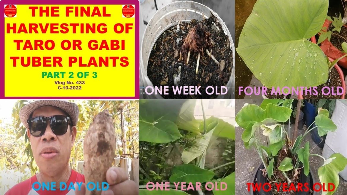 The Final Harvesting of Taro or Gabi Tuber Plants In Our Rooftop Container Garden. Part-2 of 3 The Final Harvesting of Taro or Gabi Tuber Plants In Our Rooftop Container Garden. Part-2 of 3