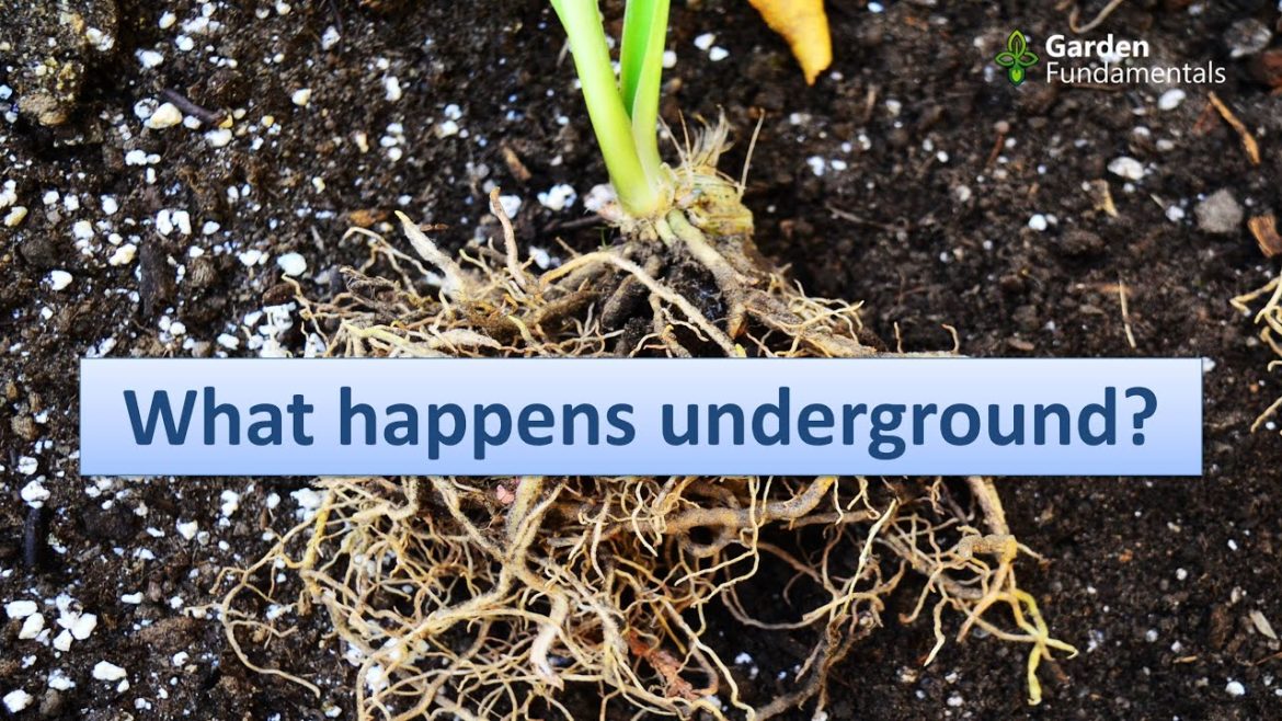 What do Plants do Underground After being Divided? What do Plants do Underground After being Divided?