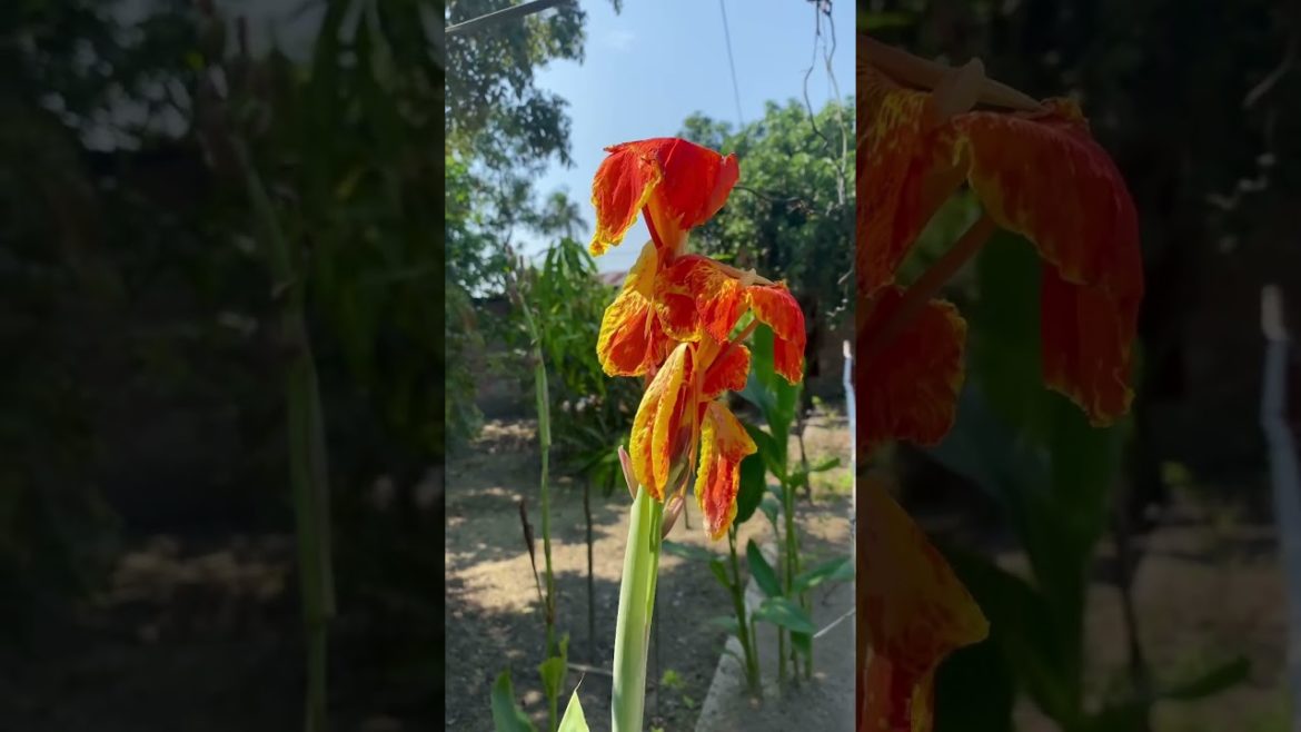 সুন্দর ফুল | Amazing Flowers in Garden | Most Beautiful Flowers #shorts #flowers #ফুল #flower সুন্দর ফুল | Amazing Flowers in Garden | Most Beautiful Flowers #shorts #flowers #ফুল #flower