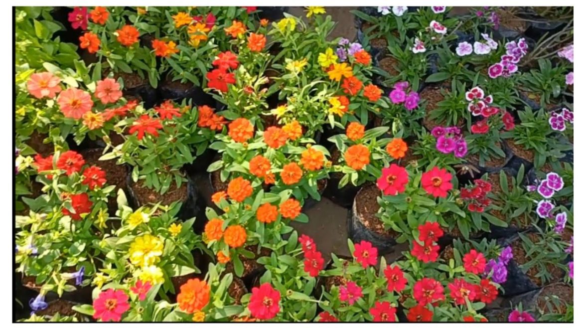 Roadside nursery visit, October month flowers plant with price & name