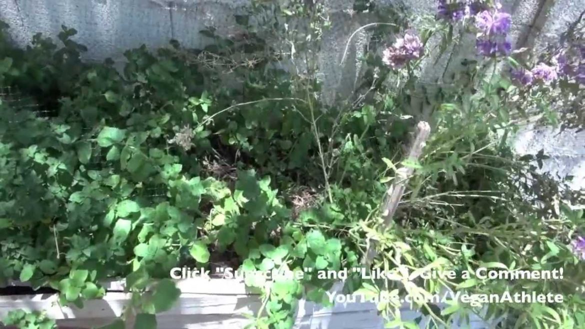 Incredible Backyard Garden – Arizona Incredible Backyard Garden - Arizona