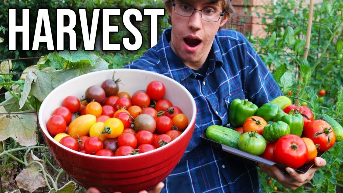 Prolific Garden Harvest, Growing Food in the Front Yard Prolific Garden Harvest, Growing Food in the Front Yard