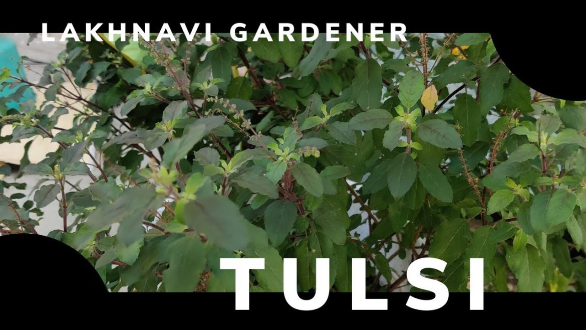 Tulsi or Holy Basil || Growth and Care tips || Lakhnavi Gardener