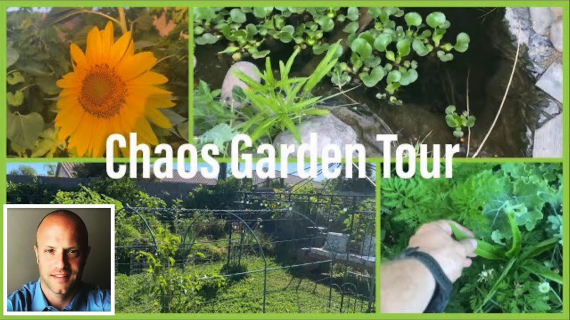 What is Chaos Gardening? - Chaos Garden Tour (Zone 9b Sonoran Desert)