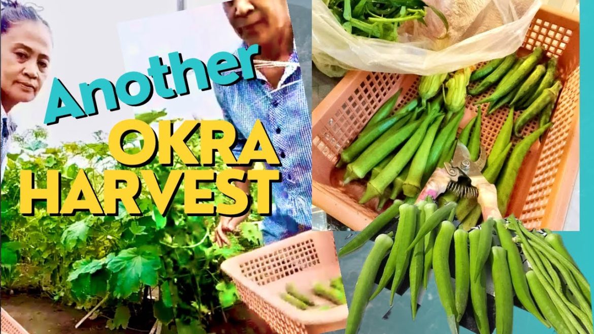 Another Okra Harvest from Ate Lorie’s Backyard Garden #countrylife #bahaykubo #gardentips #okra