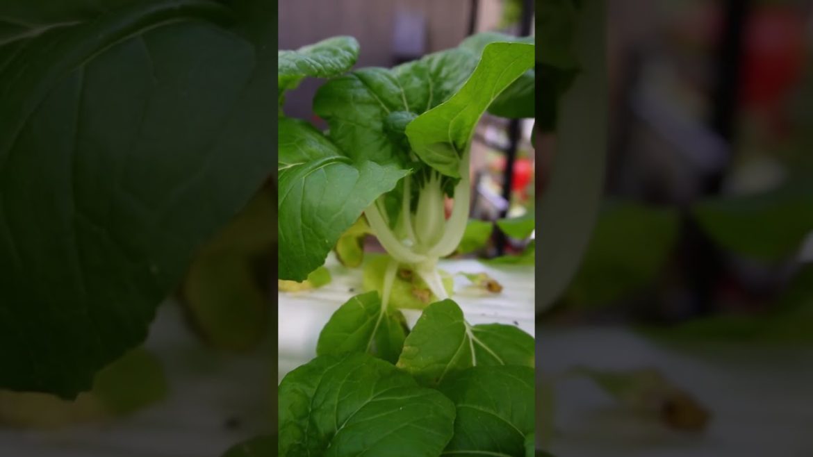 Save Money with Off Grid Hydroponics Day 22