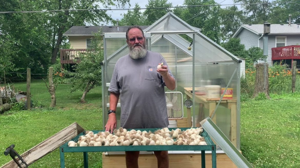 Dirty Hoe Gardening: Harvesting and Curing Garlic