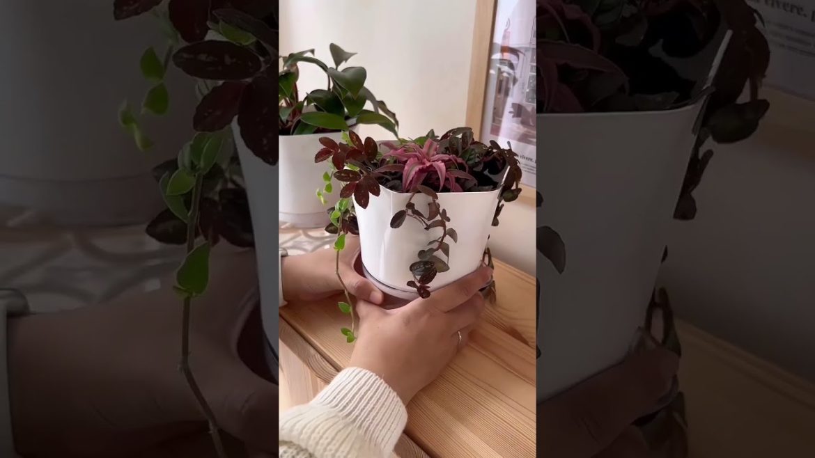 Arthome Pot Penyiraman #shorts #viral Arthome Pot Penyiraman #shorts #viral