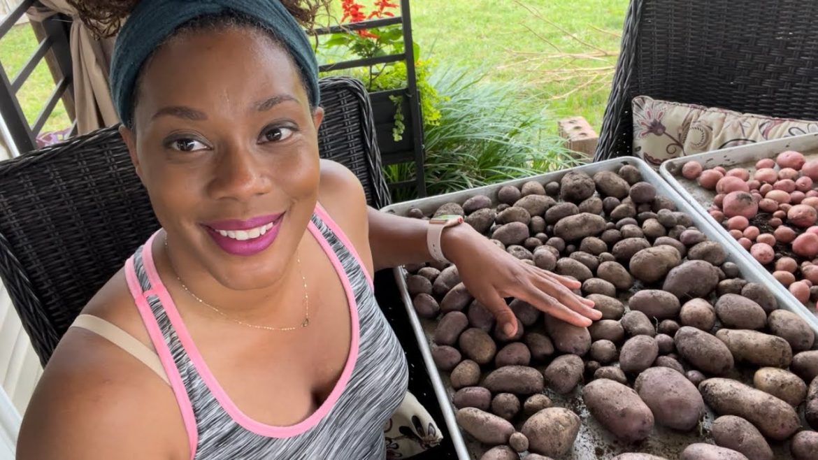 Container Garden Harvest Great Varieties Of Potatoes Suburban Homesteading Gardening At Home