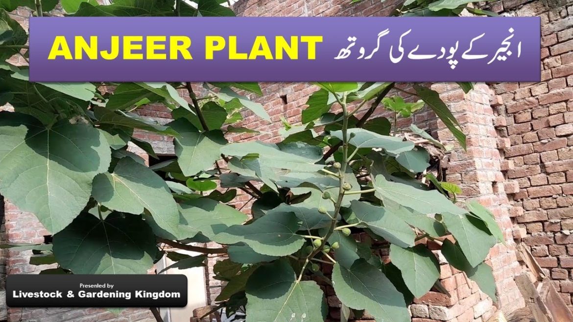 how to grow fig(anjeer)plant  || Anjeer ki growth || انجر کا پودا|| Livestock & Gardening Kingdom
