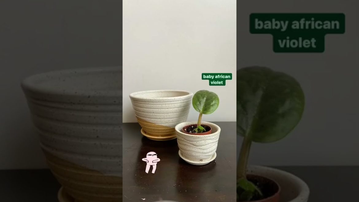 Which plant should be in this pot? Please all of you advise me #shorts